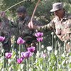 Senlis Counsil предлагает использовать афганский опиум для медицины