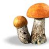 Медикаменты будут делать из грибов