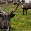 В Италии оленей будут лечить от наркозависимости