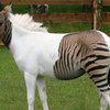 В немецком сафари-парке появилась зебролошадь