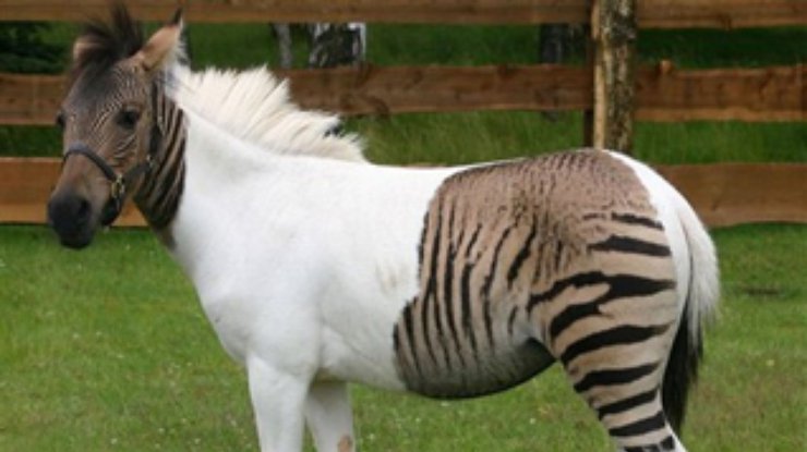 В немецком сафари-парке появилась зебролошадь