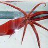 На Гавайях поймали неизвестное науке животное