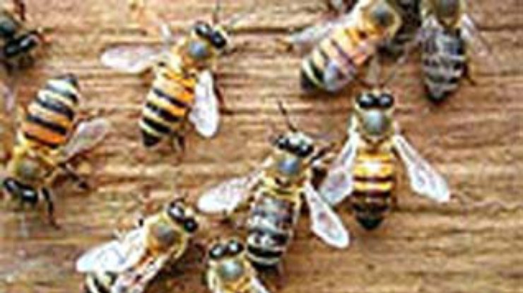 Медики советуют опасаться пчел