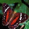 Бабочки с острова Самоа совершили самую быструю эволюцию