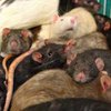 Миллиарды крыс атакуют Китай