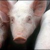 Свиньи проникли на территорию израильского ядерного центра