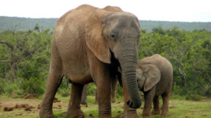 Слоны обойдутся без саперов