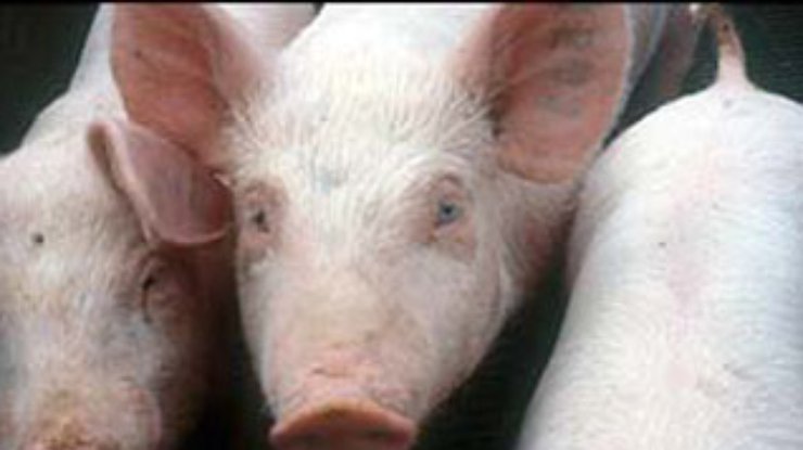 Свиньи проникли на территорию израильского ядерного центра