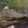 80-летняя бабушка и крокодил Тотоша
