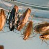 Японские ученые сделали из тараканов собачек Павлова