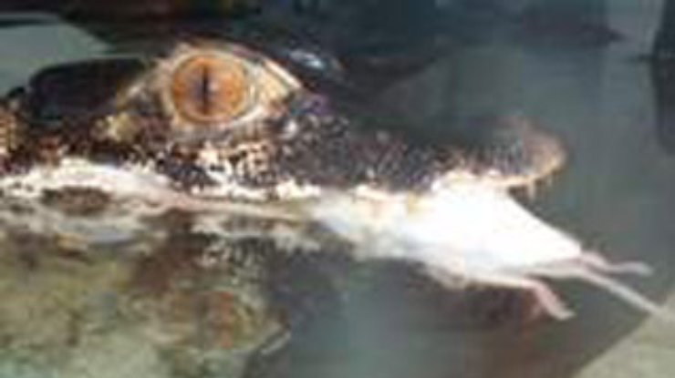 Китайцы изъяли у браконьеров 270 контрабандных крокодилов