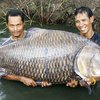 Рыбаки в Таиланде выловили 120-килограммового карпа