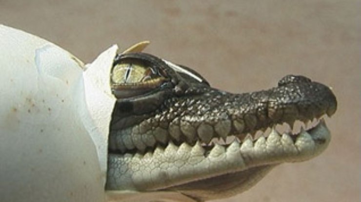 Ученые: Крокодилята зовут маму еще до вылупливания