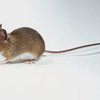 Ученые вывели мышь-шизофреника