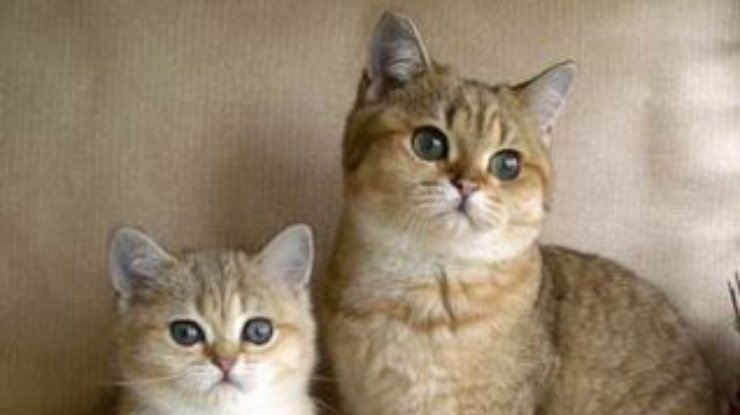 Испанские ученые знают, как бороться с аллергией на кошек