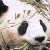 Китайцы придумали, как получить прибыль от панды