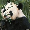 Панда-"самец" родила двойню
