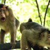 В Малайзии приняли практичное решение относительно макак