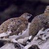 Жительница США два дня ездила с застрявшей в радиаторе куропаткой