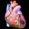 Стволовые клетки способны восстановить сердце после инфаркта