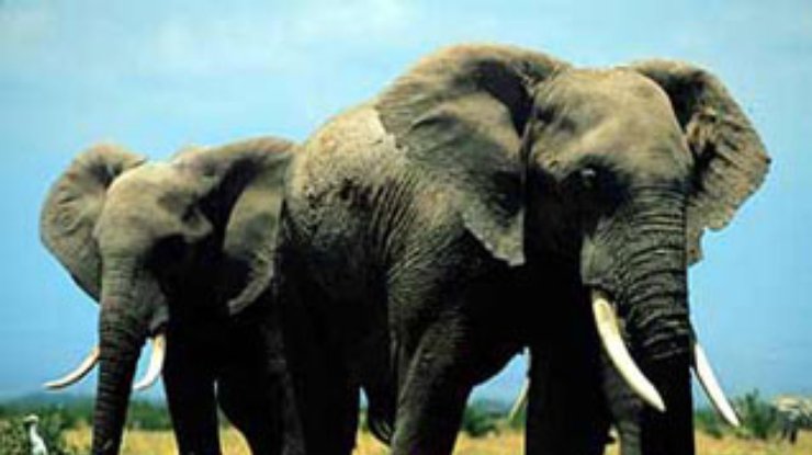 В Конго популяция слонов стала "стихийным бедствием"