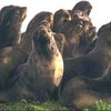 Сотни тюленей погибли от неизвестной болезни