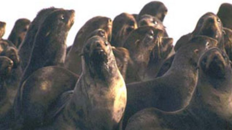 Сотни тюленей погибли от неизвестной болезни