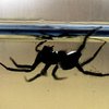 Уникальные пауки плетут емкости для жизни под водой