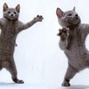 На Филиппинах двое котов попытались "ограбить" банк