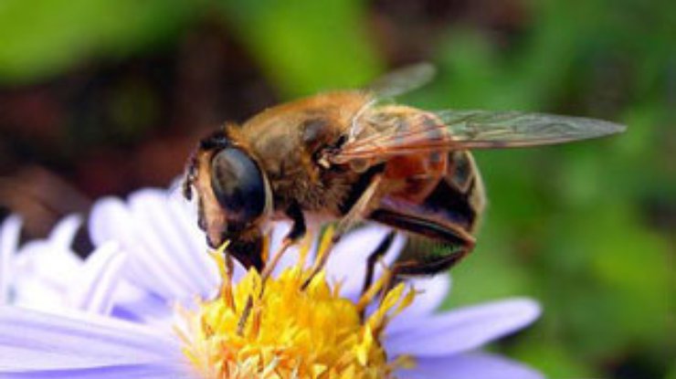 Ученые нашли  причину пчелиного мора