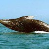 Ученые разгадали секрет вымирания серых китов