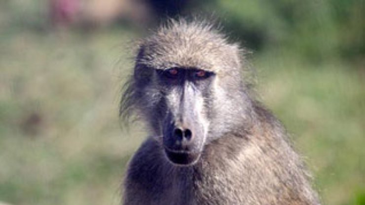 Жители ЮАР терпят нашествие банд бабуинов