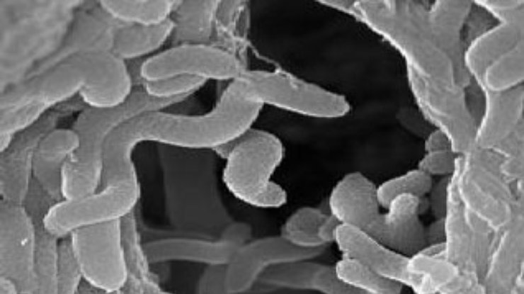 Неизвестная науке бактерия питается природным газом