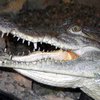 Мариупольский крокодил жив?