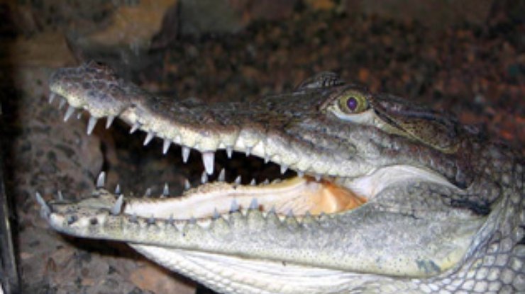 Мариупольский крокодил жив?
