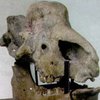 В Черном море найдены кости древнего носорога