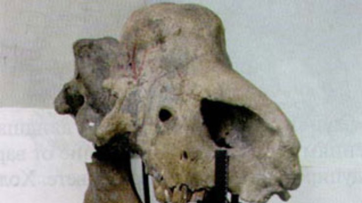 В Черном море найдены кости древнего носорога