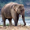 Слониха наступила на служащую московского зоопарка