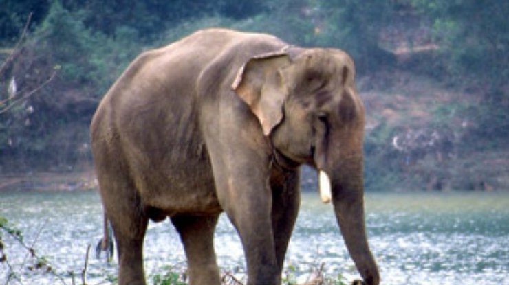 Слониха наступила на служащую московского зоопарка