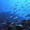 Увеличение кислотности мирового океана угрожает вымиранием морских обитателей