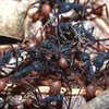Южноамериканские птицы используют знания муравьев чтобы прокормиться