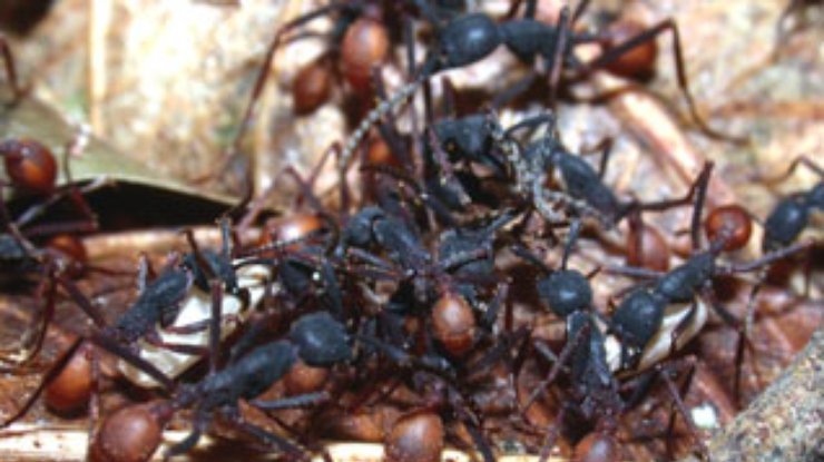 Южноамериканские птицы используют знания муравьев чтобы прокормиться