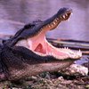 В Таиланде разыскивают 36 сбежавших крокодилов