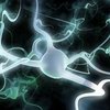 Нервные клетки теперь восстанавливаются