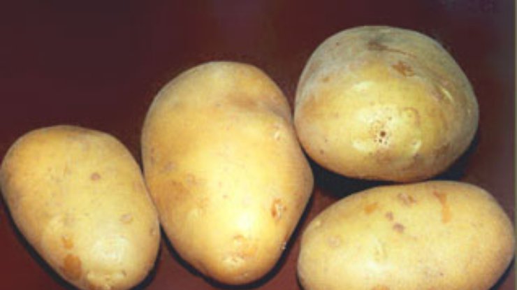ООН объявила Международный год картофеля