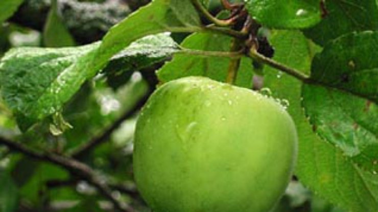 Яблоко - самый полезный фрукт на свете