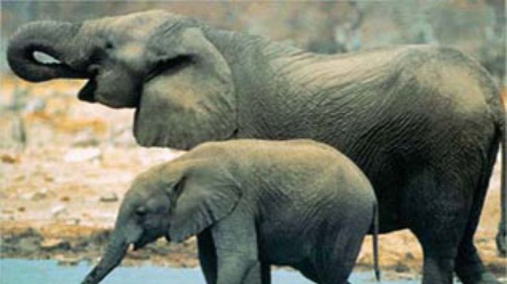В Индии шесть пьяных слонов погибли от удара током