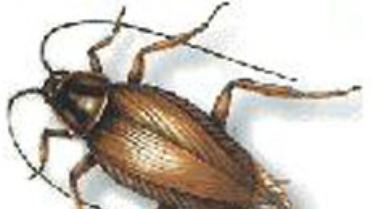Российские ученые разводят космических тараканов