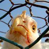 Эксперты предупредили об эпидемии птичьего гриппа в странах Черноморского бассейна