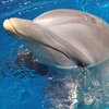 В Британии требуют запретить дельфинотерапию